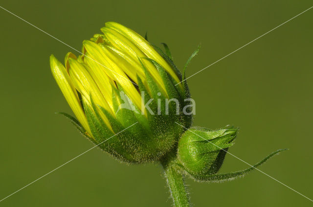 Doronicum austriacum