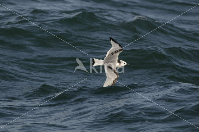 Black-legged Kittiwake (Rissa tridactyla)