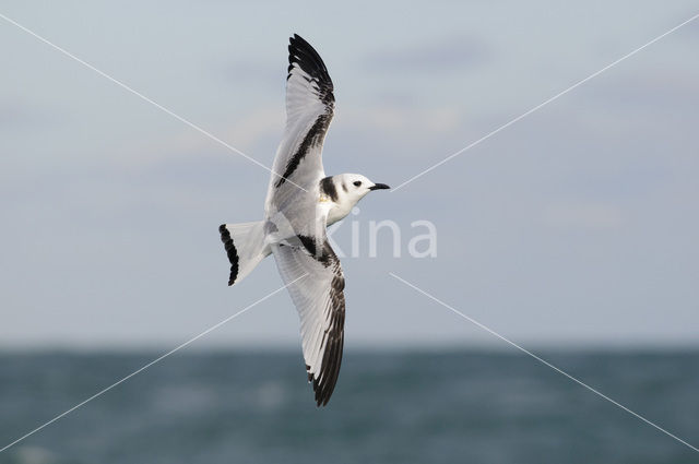 Black-legged Kittiwake (Rissa tridactyla)