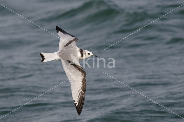 Black-legged Kittiwake (Rissa tridactyla)