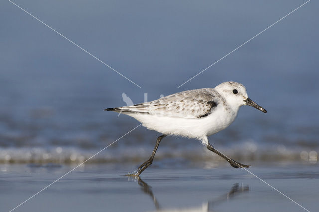 Sanderling (Calidris alba)