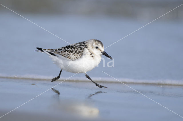 Drieteenstrandloper (Calidris alba)
