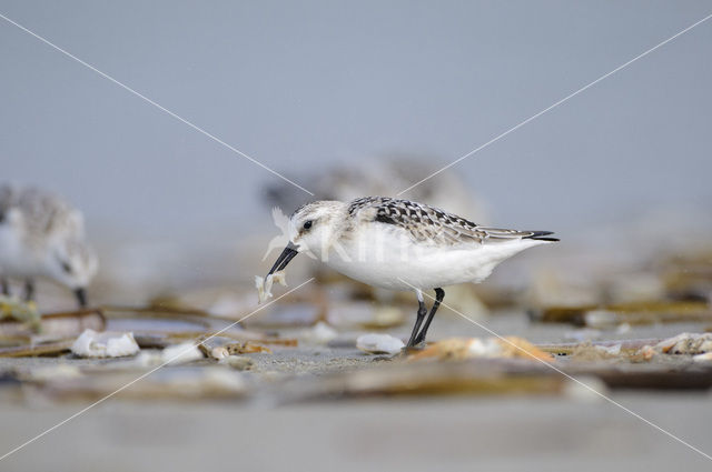 Drieteenstrandloper (Calidris alba)