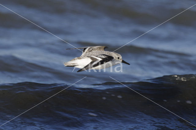 Drieteenstrandloper (Calidris alba)