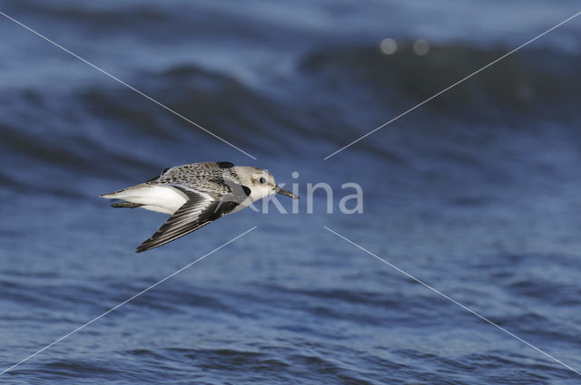 Drieteenstrandloper (Calidris alba)