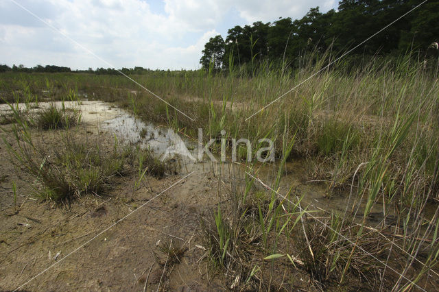 Duitse Zandloopkever (Cylindera germanica)