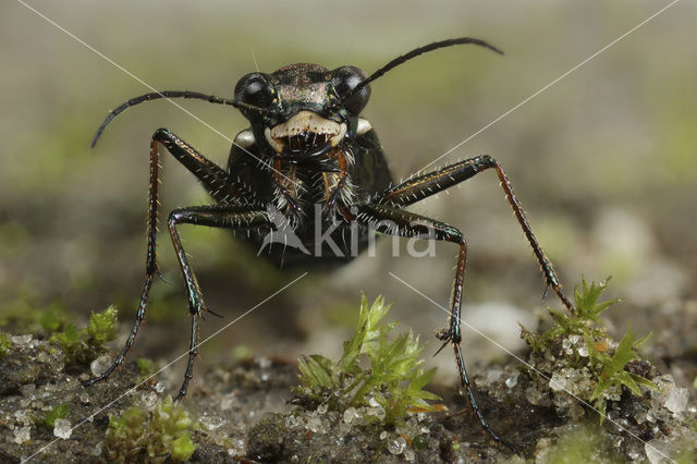 Duitse Zandloopkever (Cylindera germanica)