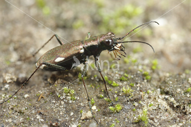 Duitse Zandloopkever (Cylindera germanica)