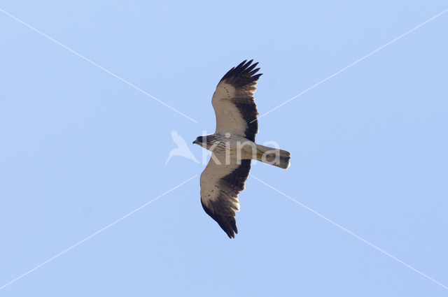 Booted Eagle (Hieraaetus pennatus)