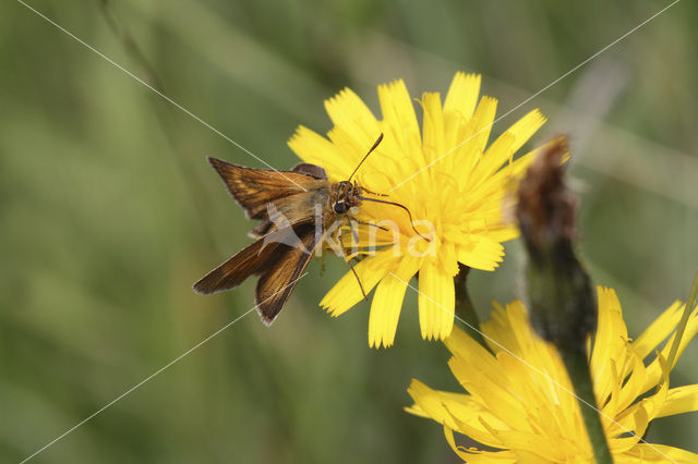 Dwergdikkopje (Thymelicus acteon)