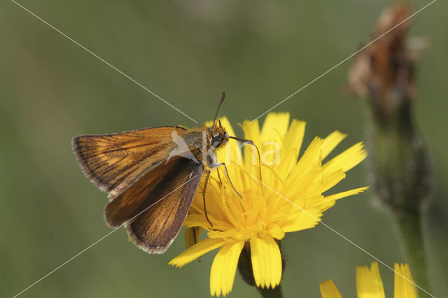 Lulworth Skipper (Thymelicus acteon)