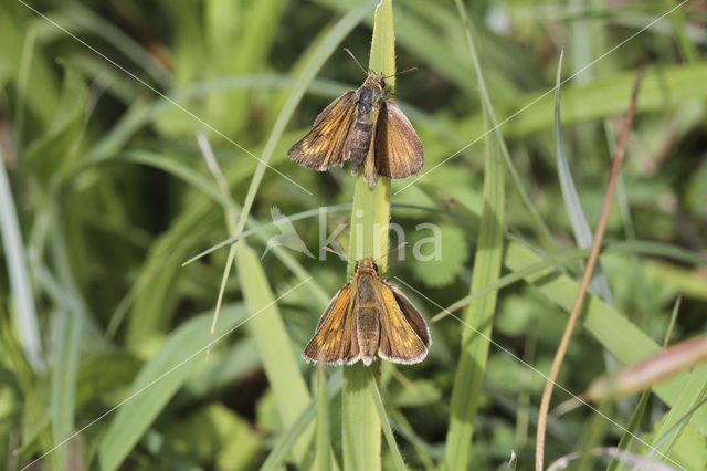 Dwergdikkopje (Thymelicus acteon)