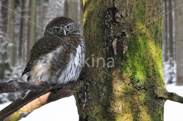 Eurasian Pygmy-Owl (Glaucidium passerinum)