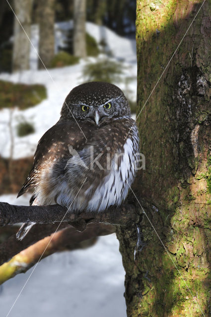 Eurasian Pygmy-Owl (Glaucidium passerinum)