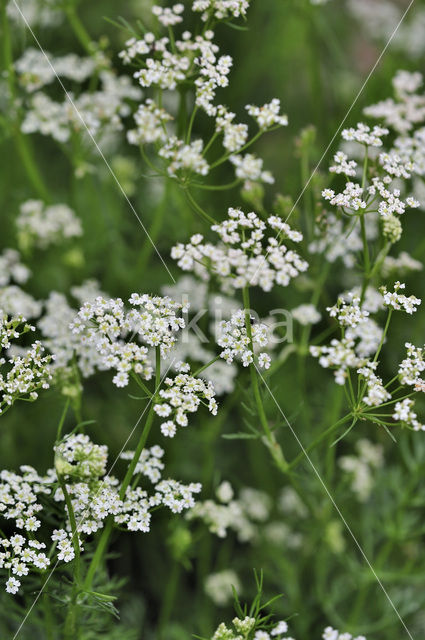 Caraway (Carum carvi)