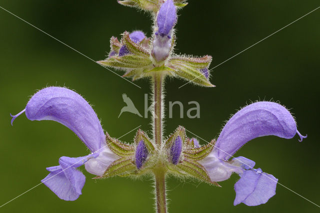 Common Sage (Salvia officinalis)