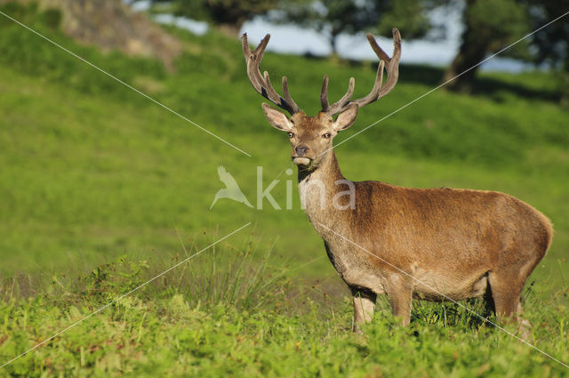 Red Deer (Cervus elaphus)