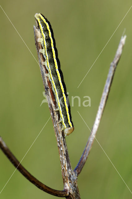 Erwtenuil (Ceramica pisi)