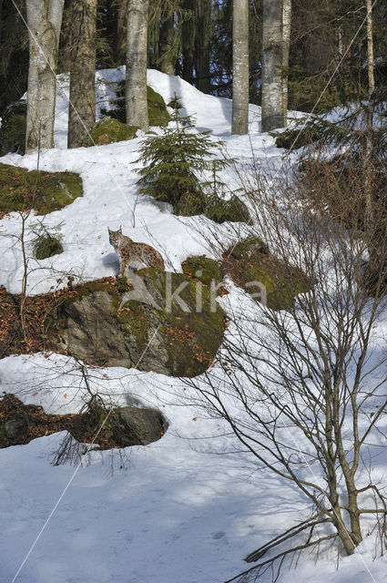 Euraziatische lynx (Lynx lynx)