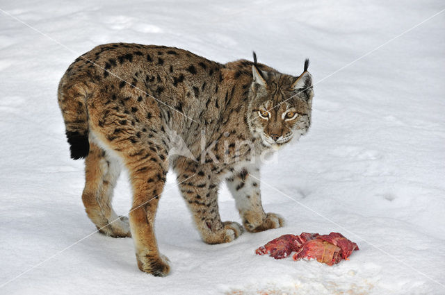 Euraziatische lynx (Lynx lynx)