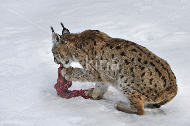 Euraziatische lynx (Lynx lynx)