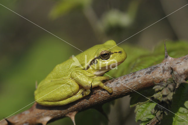 European Tree Frog (Hyla arborea)