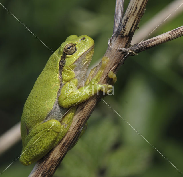 Europese boomkikker (Hyla arborea)