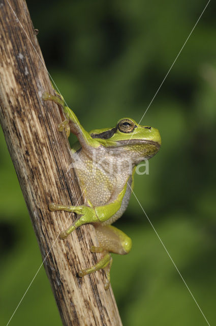 Europese boomkikker (Hyla arborea)