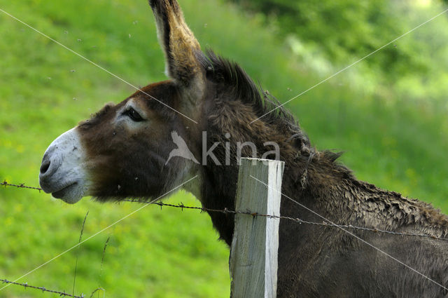 Donkey (Equus asinus)