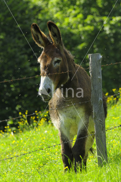 Ezel (Equus asinus)