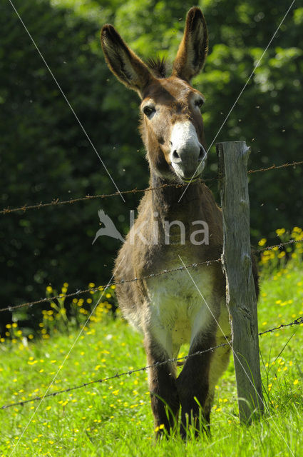 Ezel (Equus asinus)