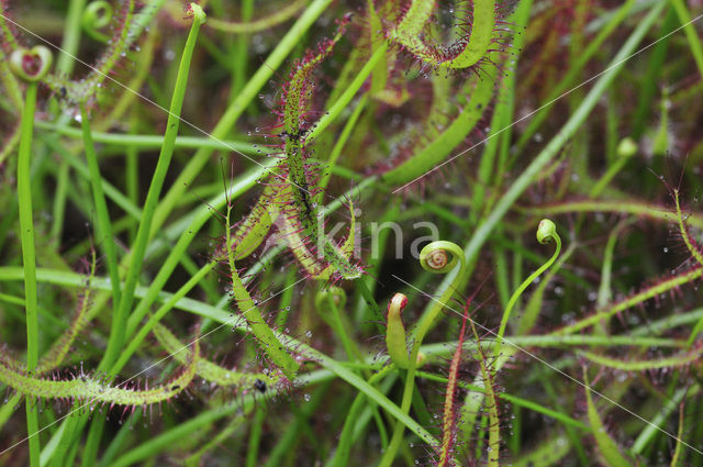 Fork-leaved sundew (Drosera binata var. dichotoma)