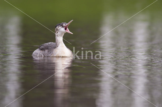 Great Crested Grebe (Podiceps cristatus)