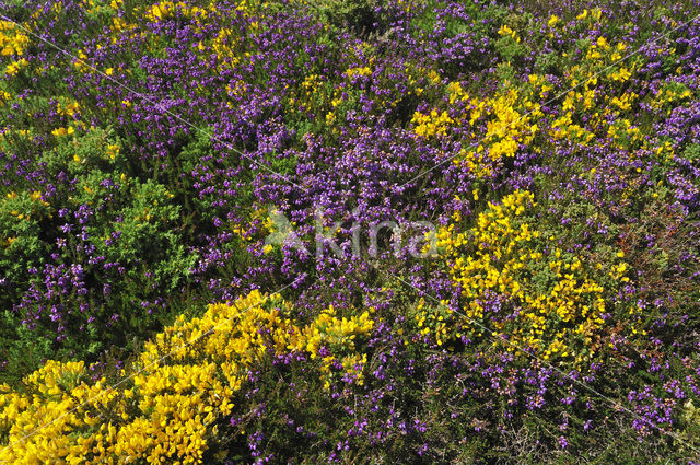 Gaspeldoorn (Ulex europaeus)