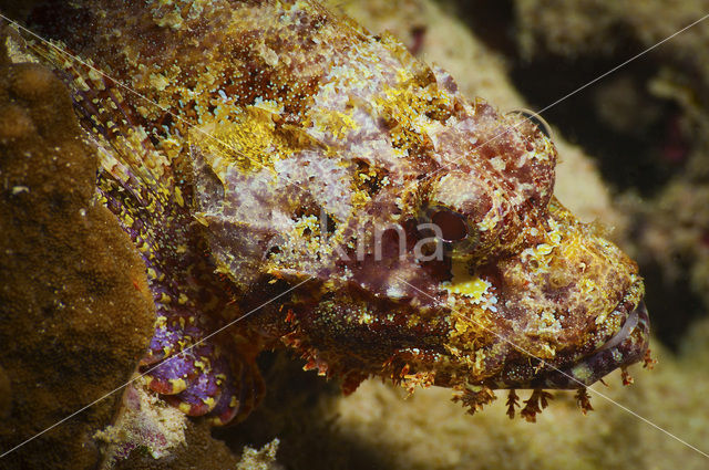 Gebaarde schorpioenvis (Scorpaenopsis oxycephalus)