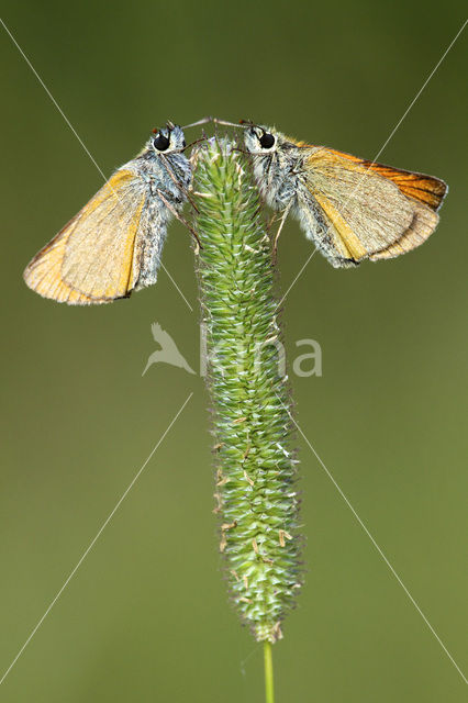 Small Skipper (Thymelicus sylvestris)