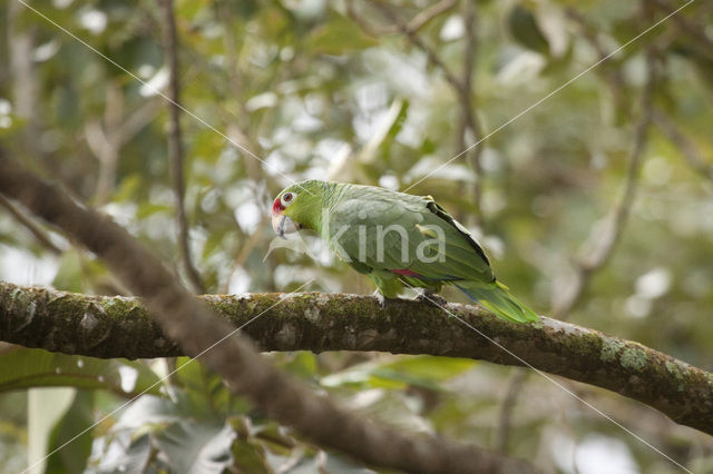 Red-lored Parrot (Amazona autumnalis)