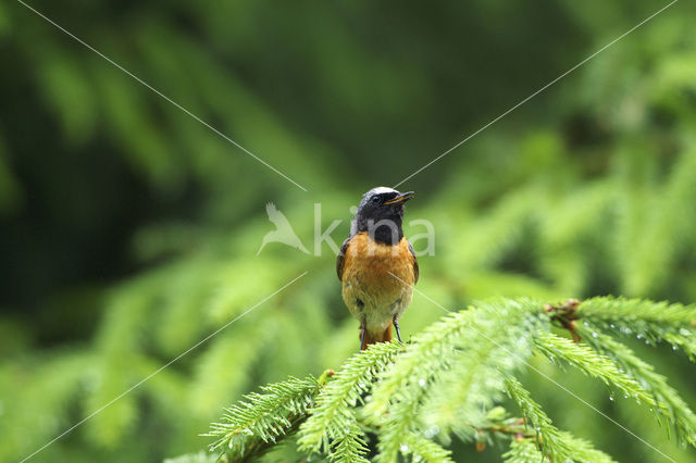 Gekraagde Roodstaart (Phoenicurus phoenicurus)