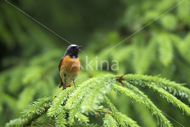 Gekraagde Roodstaart (Phoenicurus phoenicurus)