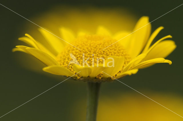 Gele kamille (Anthemis tinctoria)