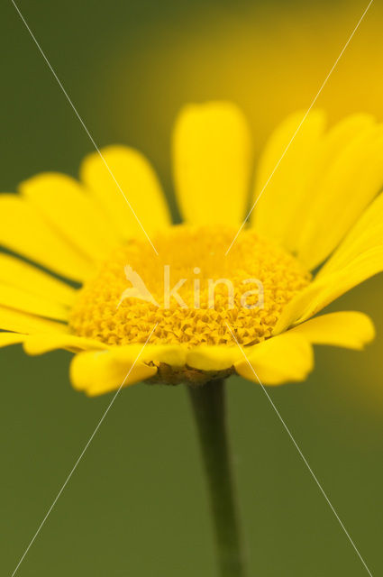Gele kamille (Anthemis tinctoria)