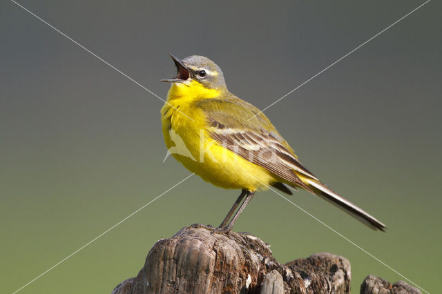 Yellow Wagtail (Motacilla flava)