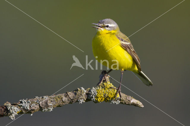 Gele Kwikstaart (Motacilla flava)