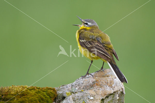 Gele Kwikstaart (Motacilla flava)