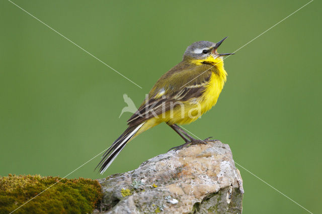 Yellow Wagtail (Motacilla flava)