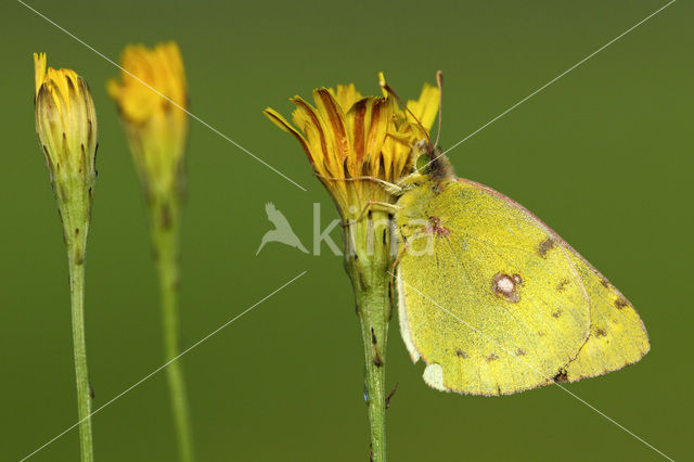 Pale Clouded Yellow (Colias hyale)