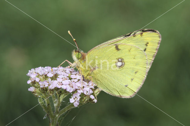 Pale Clouded Yellow (Colias hyale)