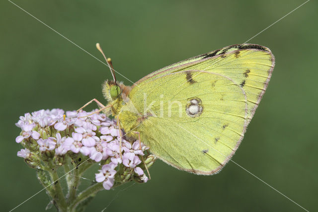 Gele luzernevlinder (Colias hyale)