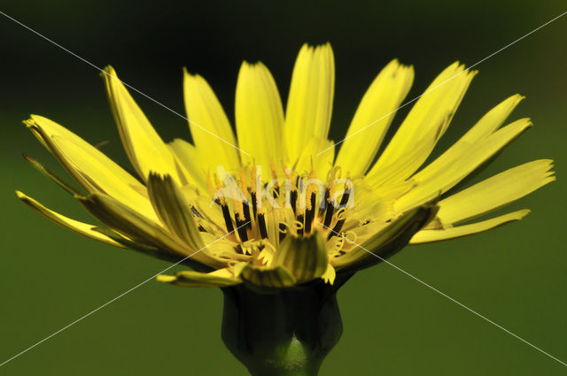 Goatsbeard