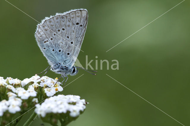 Getand blauwtje (Polyommatus daphnis)